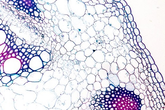 Brightland Venture Partners