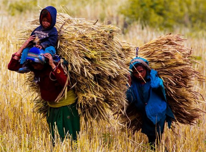 Two people in a yellow field with bails of straw on their backs. One also carries a small child on their shoulders.