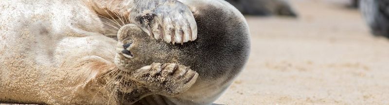 A seal, lying on its side, covers its eyes with its paws.
