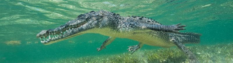 Géniale Nature l’association