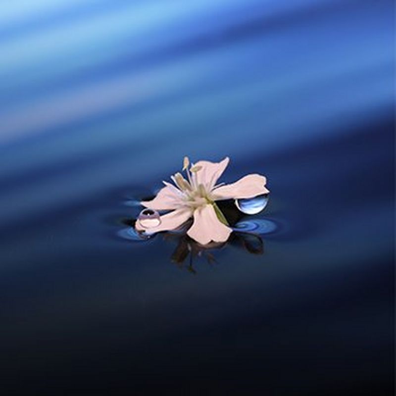 A water droplet hanging from a flower's petal.