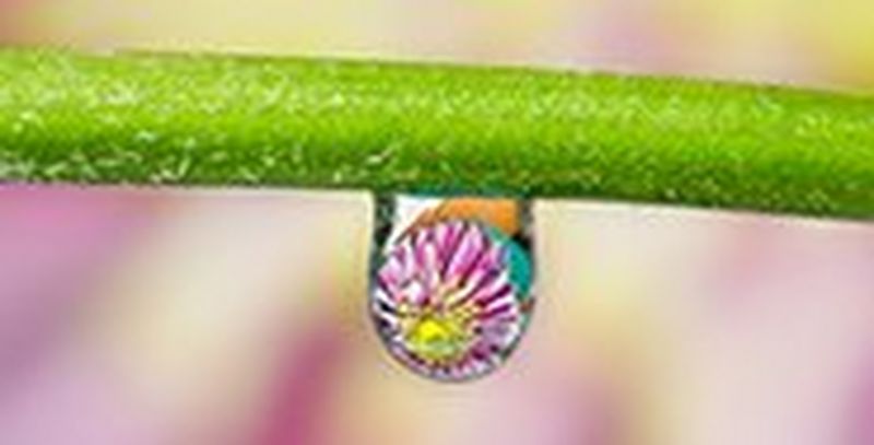 A water droplet on a flower stem, reflecting a flower head.