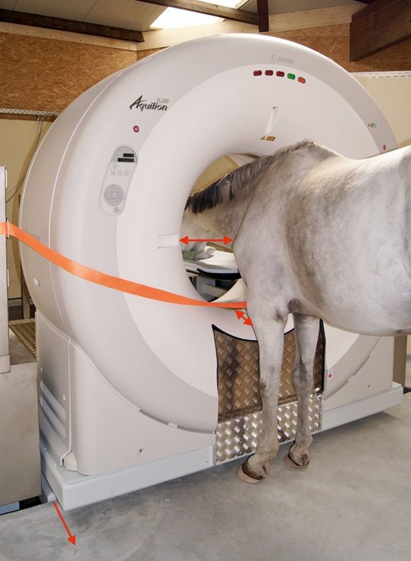 A white horse stands with its head inside a white, doughnut-shaped CT scanner.