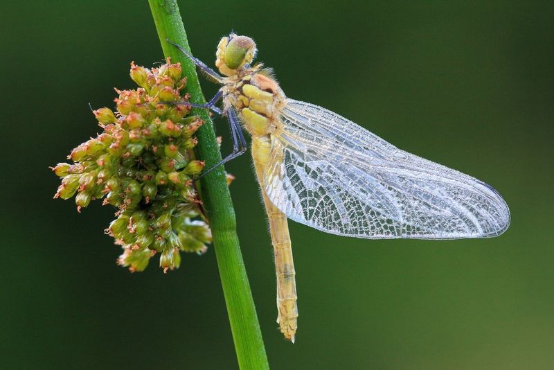Čerstvě vylíhnutá vážka (Sympetrum sp.)