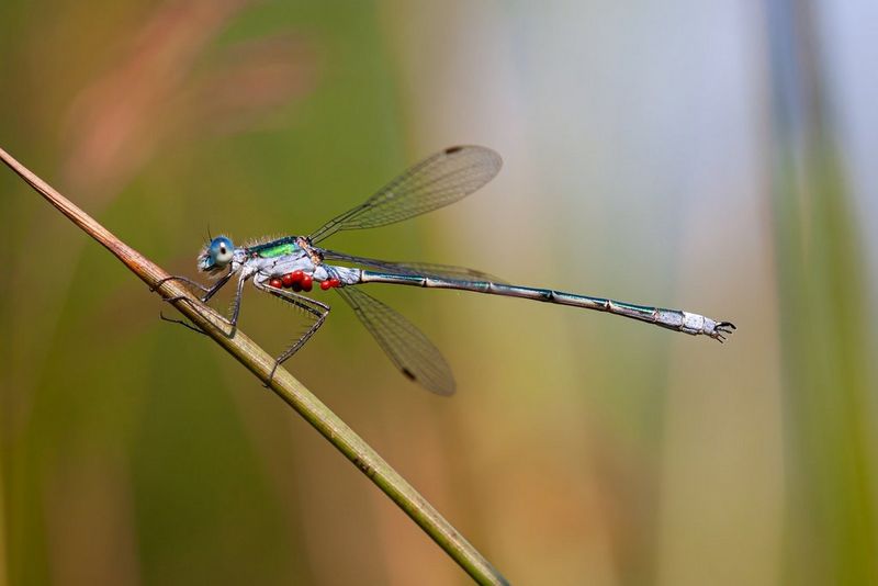 Šídlatka (Lestes sp.) a černí pasažéři