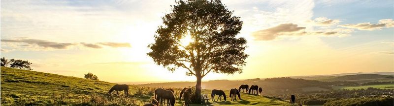 A tree, surrounded by horses in a deserted landscape, against a bright sunset.