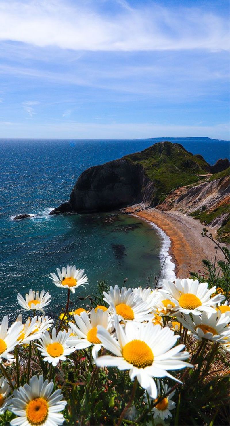 The beach and sea, taken from a clifftop with large daisies in the foreground.