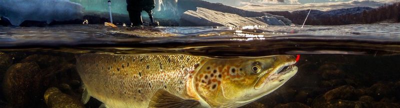 A man’s legs, one of which is prosthetic can be seen above the surface of the water. Beneath is a huge fish.