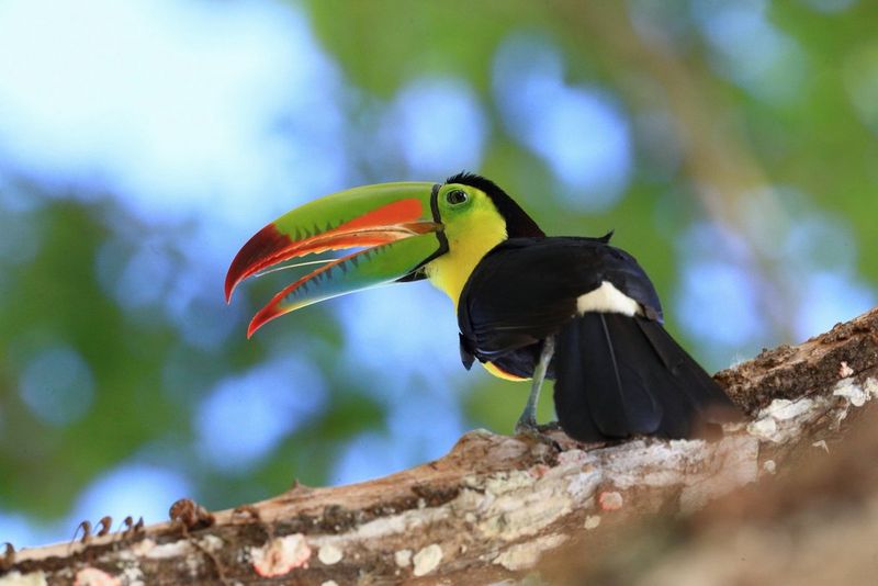 A brightly coloured toucan perched on a branch. Taken by Christian Ziegler.