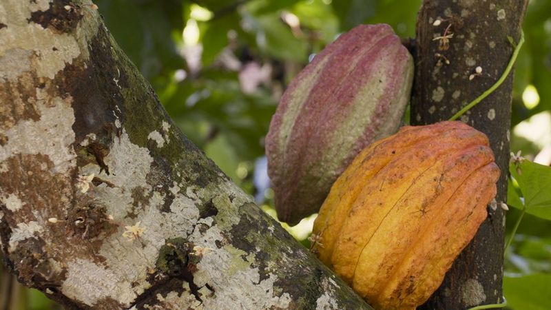 Two large cocoa pods hanging from a tree. 