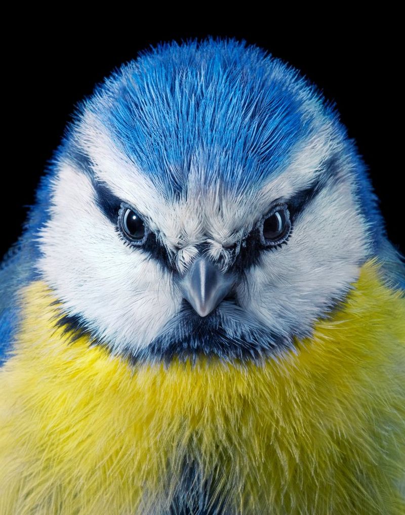 A close-up portrait of a vibrant blue tit. 