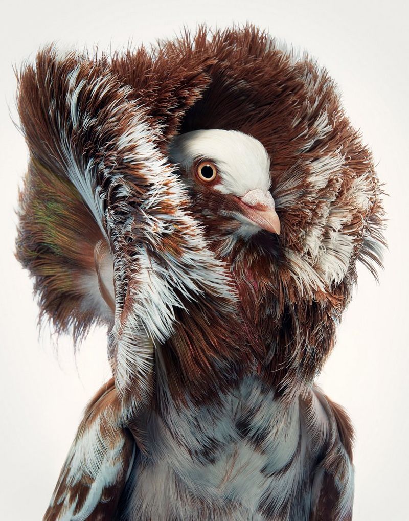 A brown and white speckled Jacobin pigeon. 