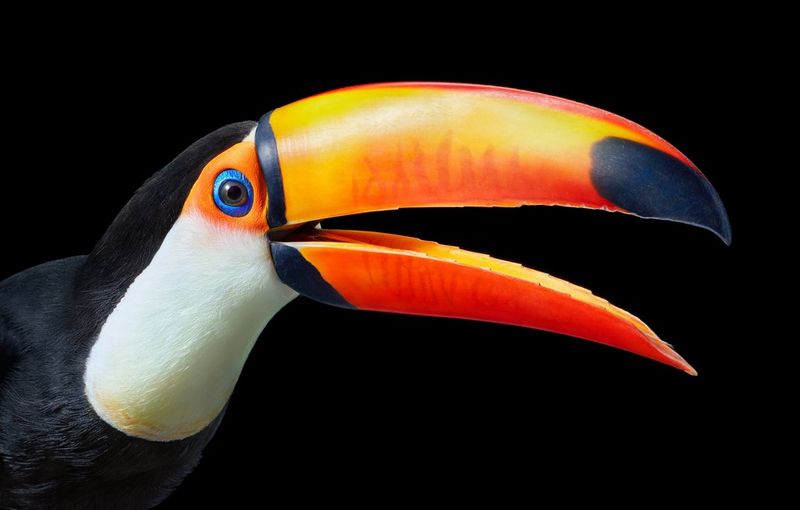 A pink Major Mitchell's cockatoo with its crest of feathers raised.