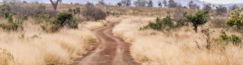 A gravel road in the Afsaal area of Kruger National Park, South Africa. On either side is rough, pale-yellow grass and a few green trees, distanced from each other.