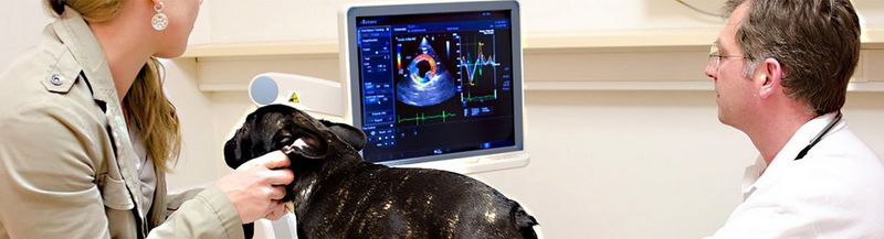 Dr Andreas Kosztolich diagnoses a dog using an Artida high-end Ultrasound system from Canon Medical (Image courtesy of Canon Medical Systems Europe VISIONS Magazine)