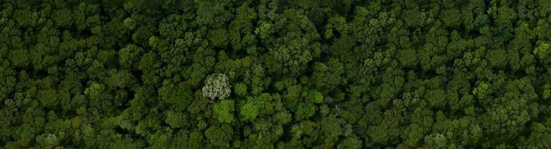An arial view of a densely wooded forest.