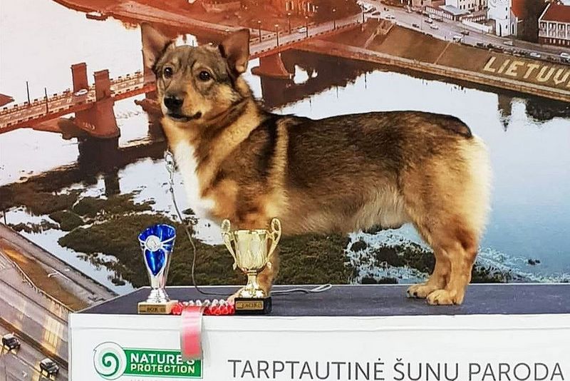 Dog on podium