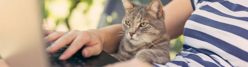 A cat sits on its owner’s lap while she works on a laptop