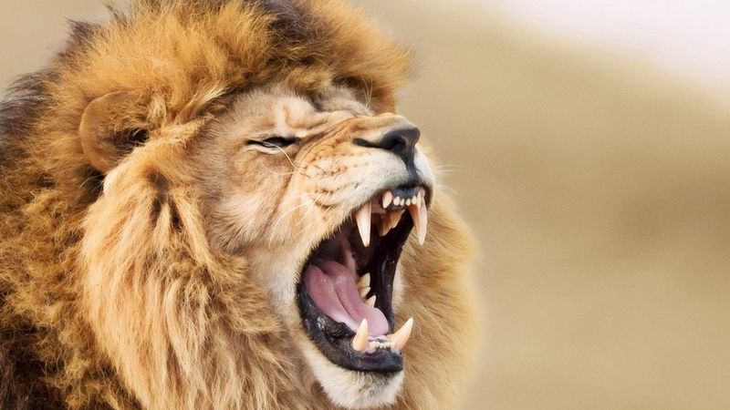 Safe-guard your print with Canon