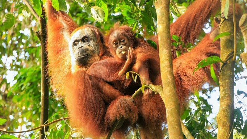 Improve workplace sustainability with Canon