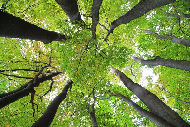 Sustainability at Canon