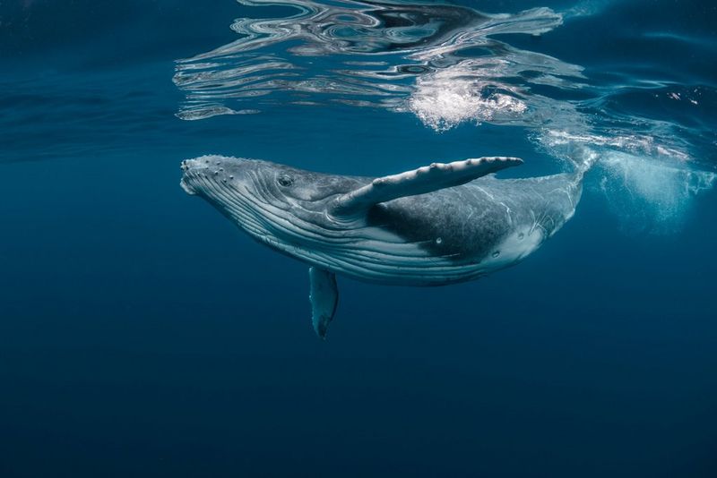 a whale