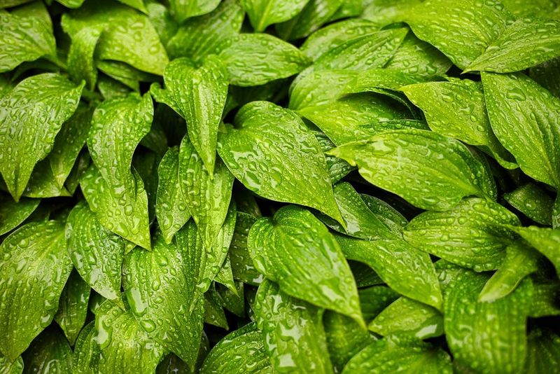 L’impression climatiquement neutre avec Canon peut comporter les services suivants