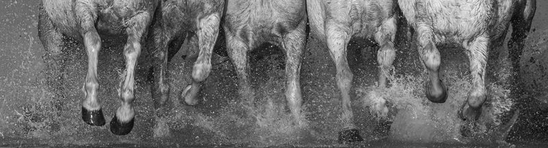 CAMARGUE, les chevaux du delta