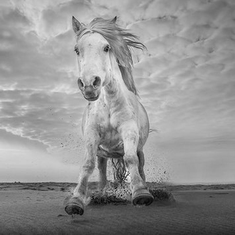 Camargue : les chevaux du Delta