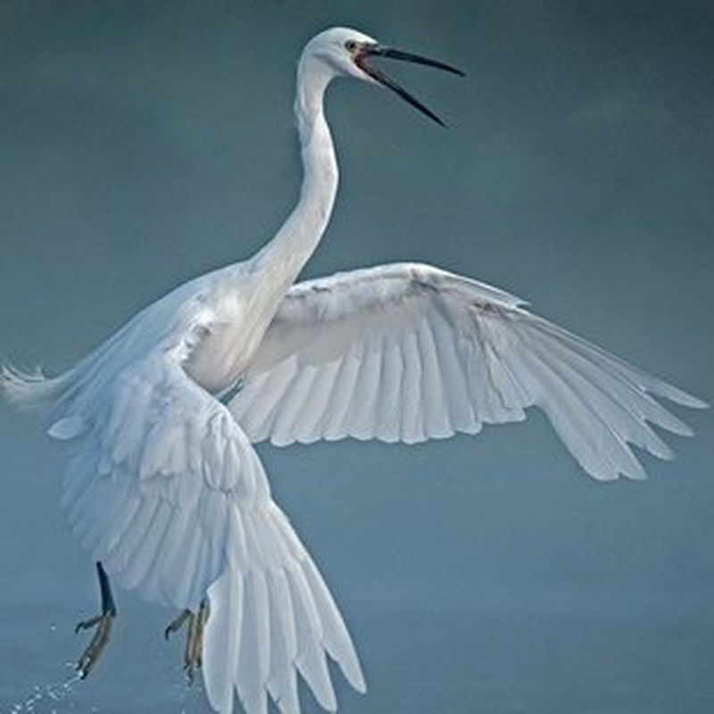Loire Nature, Aigrette Garzette