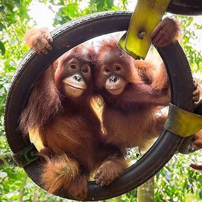 Pongo : les derniers orangs-outans de Sumatra