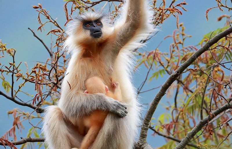Golden langur in a national park in Bhutan