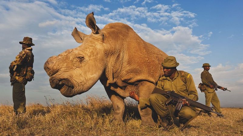 Brent STIRTON: “La guerre des rhinocéros”