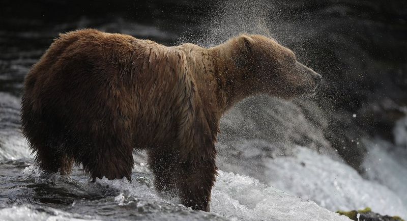 Grizzly bear waiting for fish at waterfall