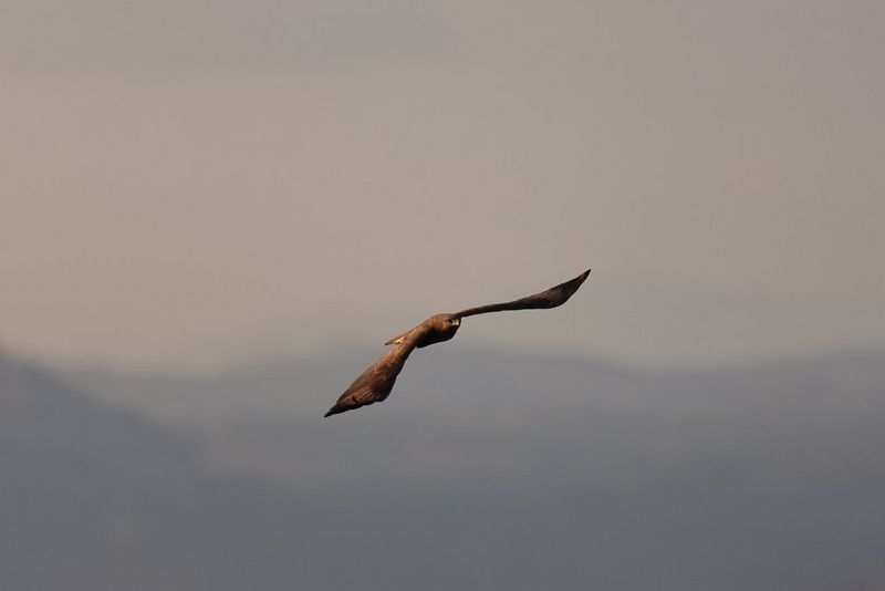 Canon EOS R7 - Flexible Zone AF