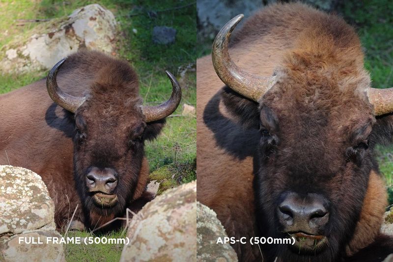 Canon EOS R7 - Confronto tra APS-C e full frame