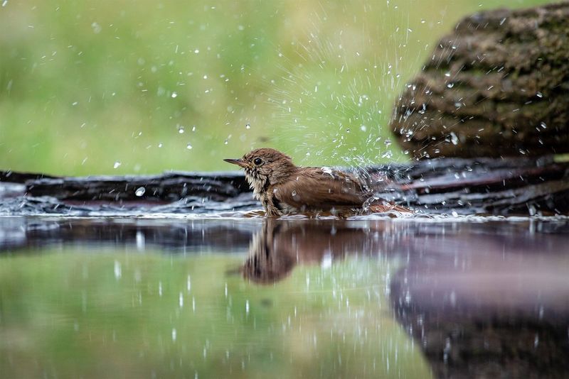 Ники Пандев и птиците