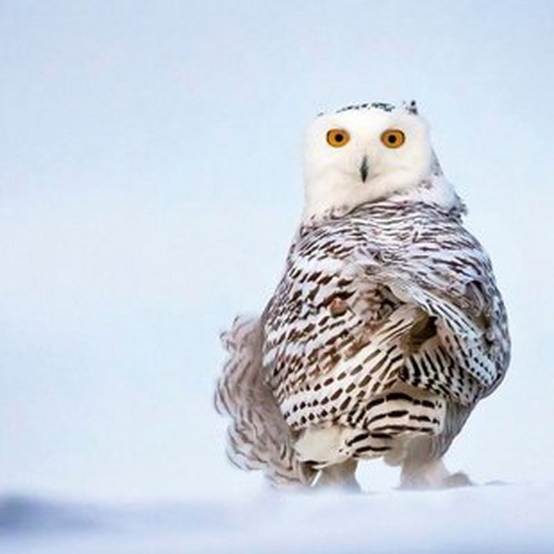 Exposition des photographes membres de l’association, Christine et Michel DENIS-HUOT, Sabine BERNERT, Fabrice GUERIN, Maxime ALIAGA, Luis CASIANO, Marc PIHET et Grégory POL et l’agence Naturagency