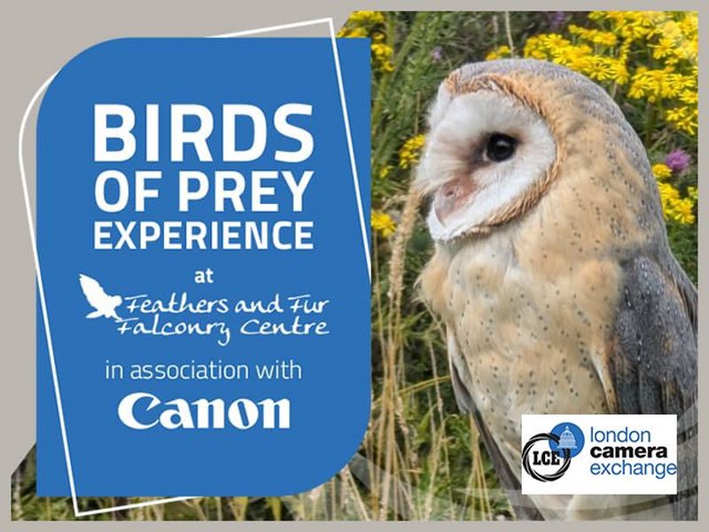 BIRDS OF PREY EXPERIENCE DAY