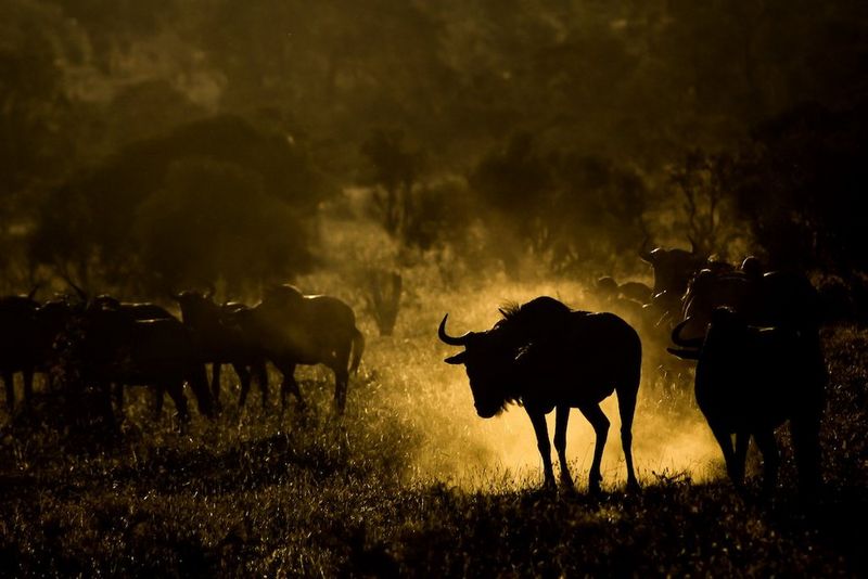 Backlit Wildebeest