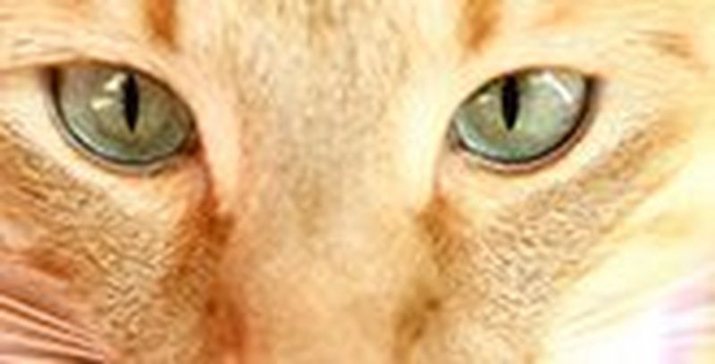 gypsy-child-light-shaft-2_165x84