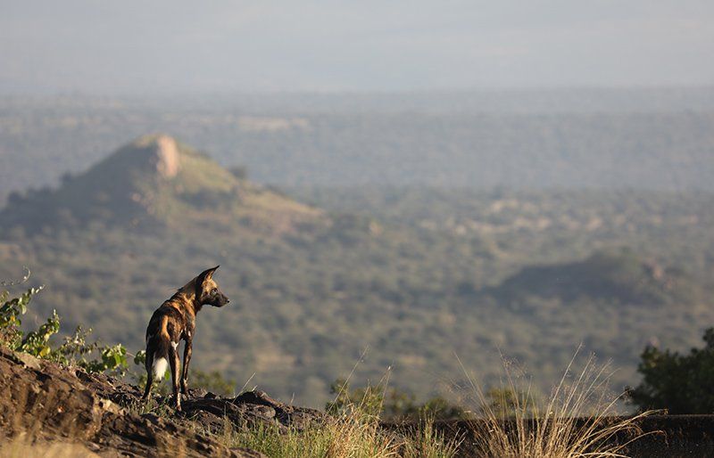 African Wild Dog