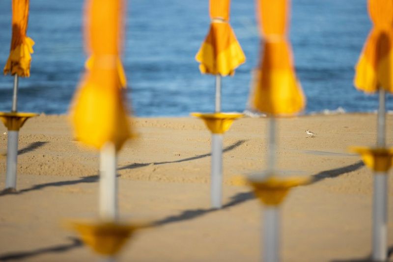 Широкоугольный снимок морского зуйка, который шагает среди желтых пляжных зонтиков на берегу Адриатического моря в Италии; снято на Canon EOS-1D X Mark III Бруно д'Амичисом.