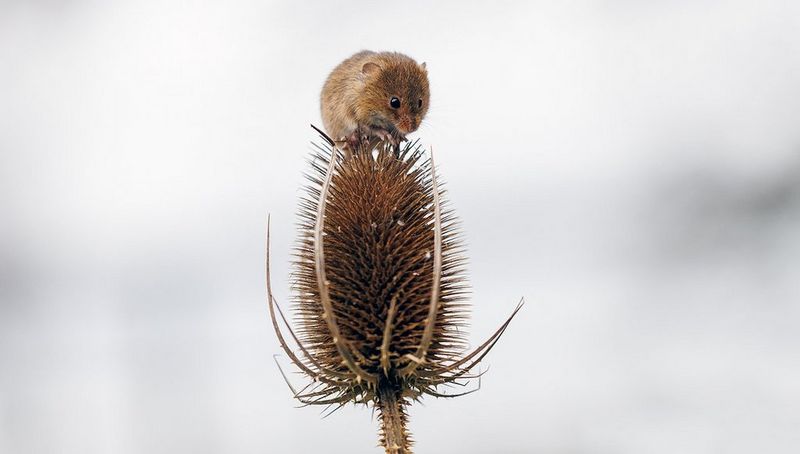 BRITISH WILDLIFE CENTRE  PHOTO WORKSHOP