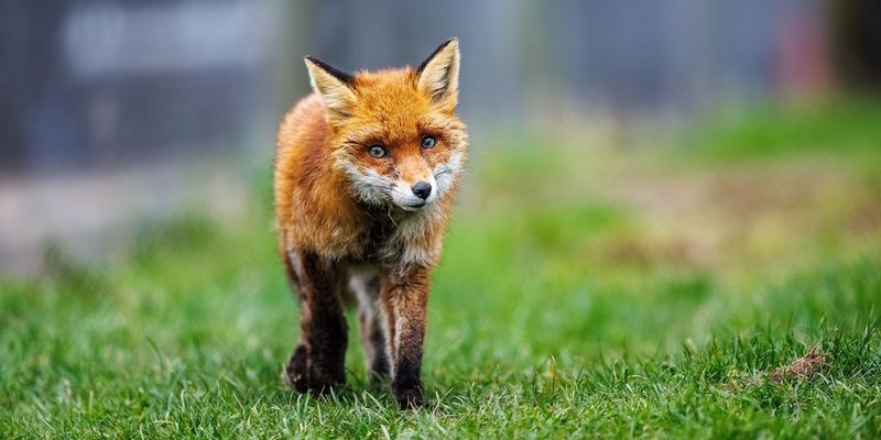 Canon 1-day Wildlife Day - British Wildlife Centre, Lingfield
