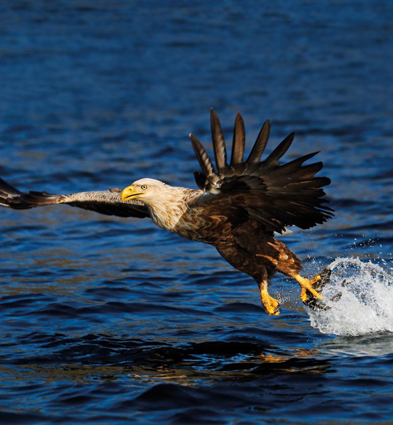 Canon broadcast ENG EFP Pro eagle