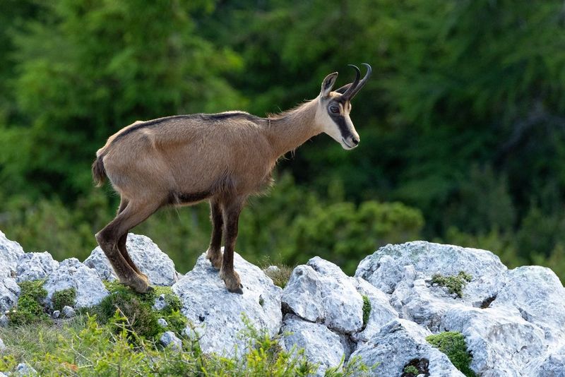 A chamois (Rupicapra rupicapra) stands on rocky ground, photographed in sharp focus against a blurred background.
