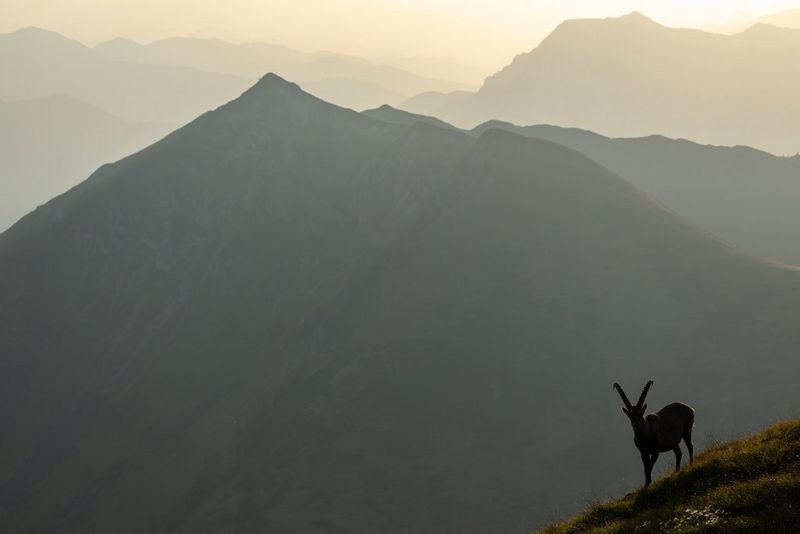 An Alpine ibex (Capra ibex) stands on a hilltop at sunset, almost in silhouette against hazy mountains in the background.
