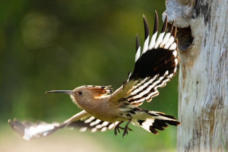 A hoopoe in flight, wings outstretched.