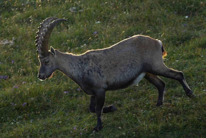 An Alpine ibex captured in motion running down a grassy bank.